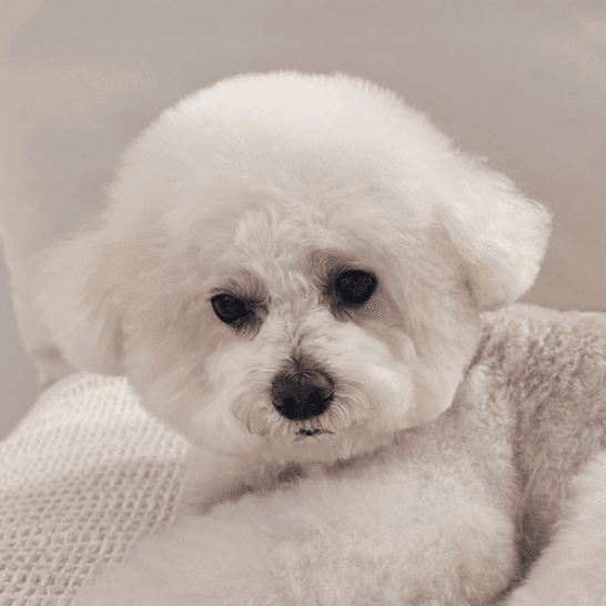 배수정 프로필 사진